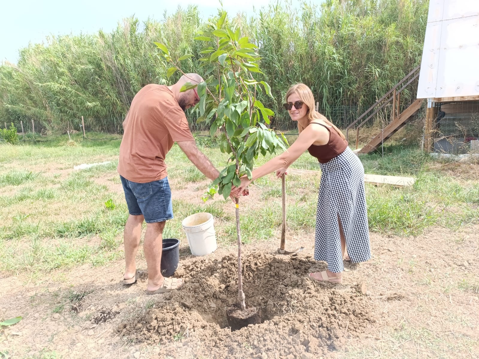 Plantación de un árbol